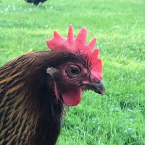 Meet your Posher, Richard